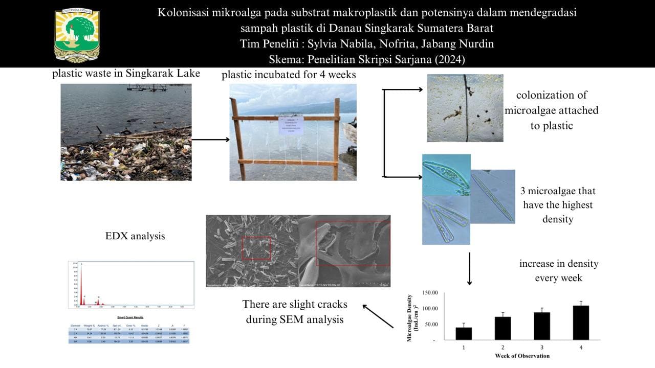 Kolonisasi mikroalga pada substrat makroplastik dan potensinya dalam mendegradasi sampah plastik di Danau Singkarak Sumatera Barat
