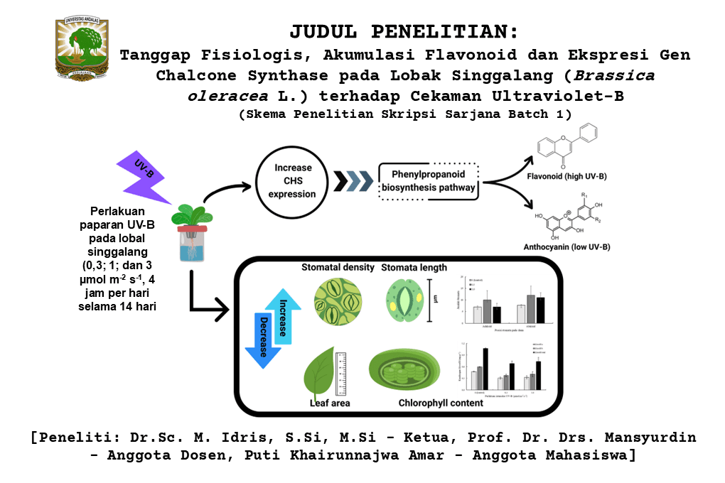 Tanggap Fisiologis, Akumulasi Flavonoid dan Ekspresi Gen Chalcone Synthase Pada Lobak Singgalang (Brassica oleracea L.) Terhadap Cekaman Ultraviolet-B