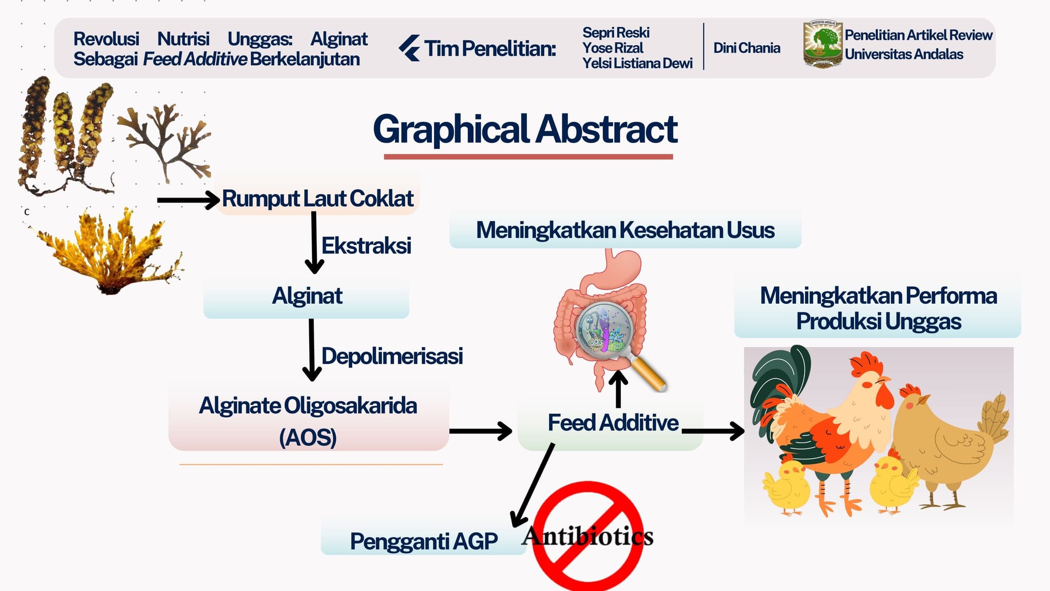 Revolusi Nutrisi Unggas: Alginat sebagai Feed additive Berkelanjutan