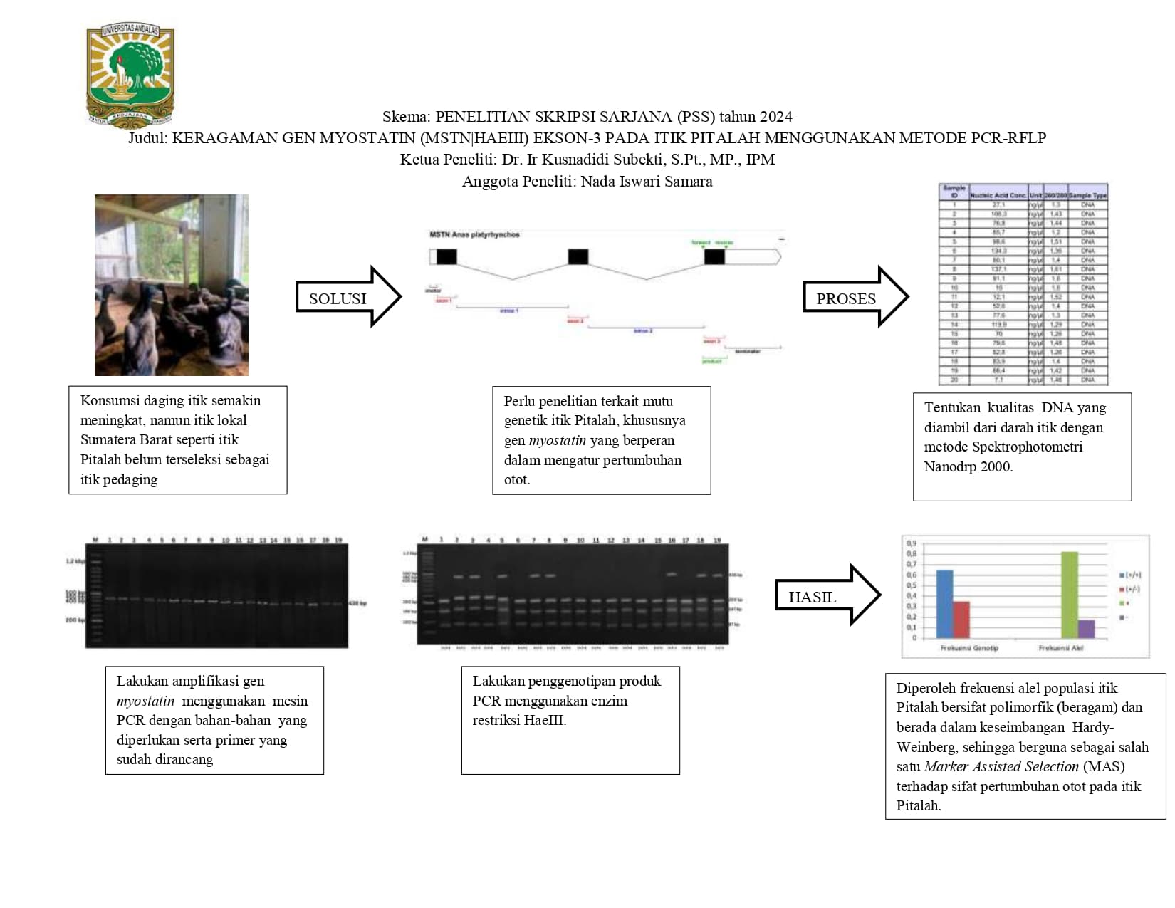 KERAGAMAN GEN MYOSTATIN (MSTN|HaeIII) EKSON-3 PADA ITIK PITALAH MENGGUNAKAN METODE PCR-RFLP DAN DIVALIDASI DENGAN DIRECT SEKUENSING