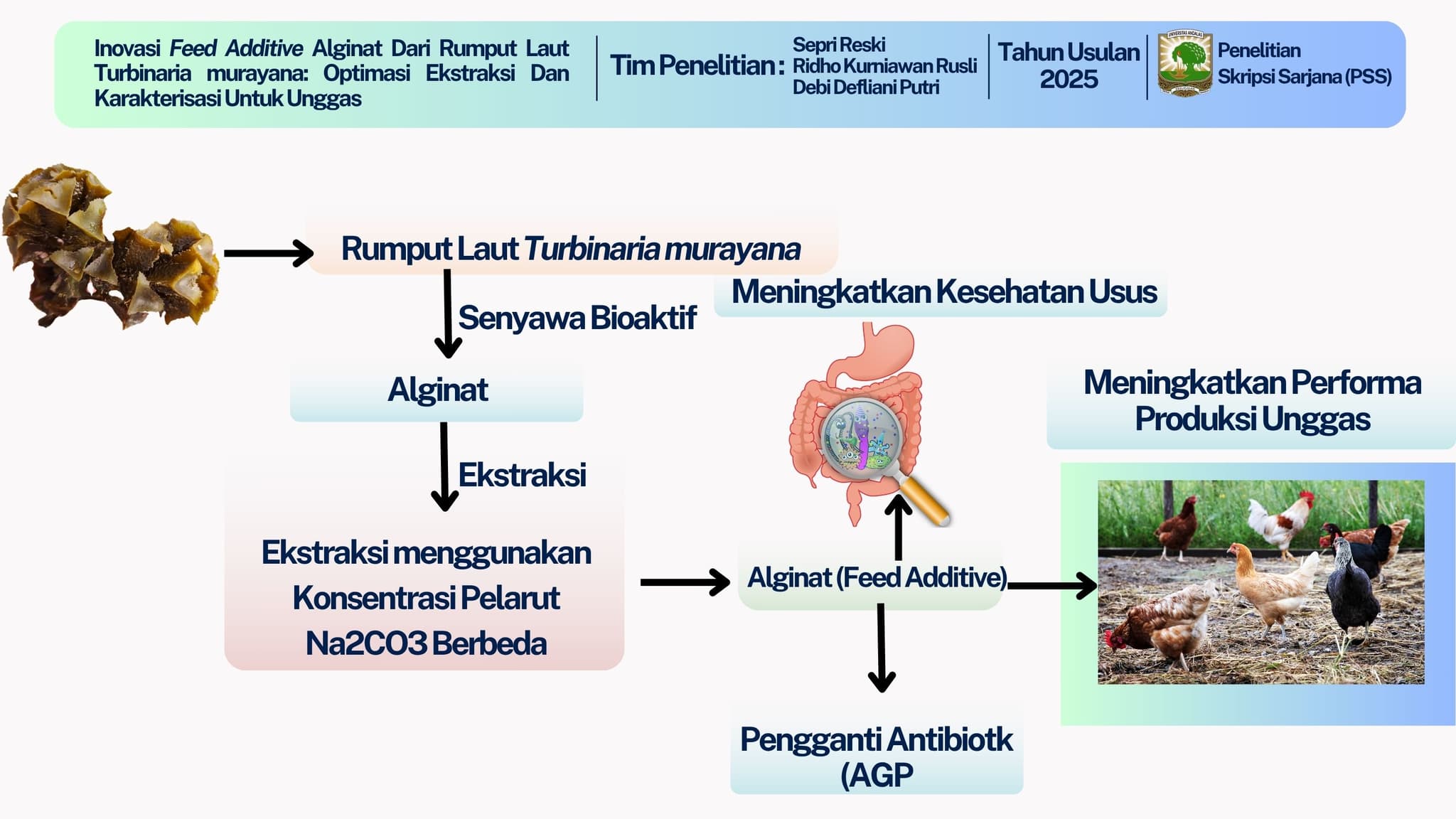 Inovasi Feed Additive Alginat Dari Rumput Laut Turbinaria murayana: Optimasi Ekstraksi Dan Karakterisasi Untuk Unggas