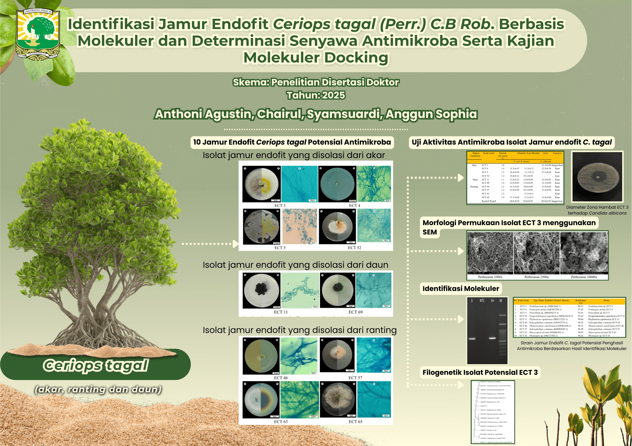 Identifikasi Jamur Endofit Ceriops tagal (Perr.) C.B Rob. Berbasis Molekuler dan Determinasi Senyawa Antimikroba Serta Kajian Molekuler Docking
