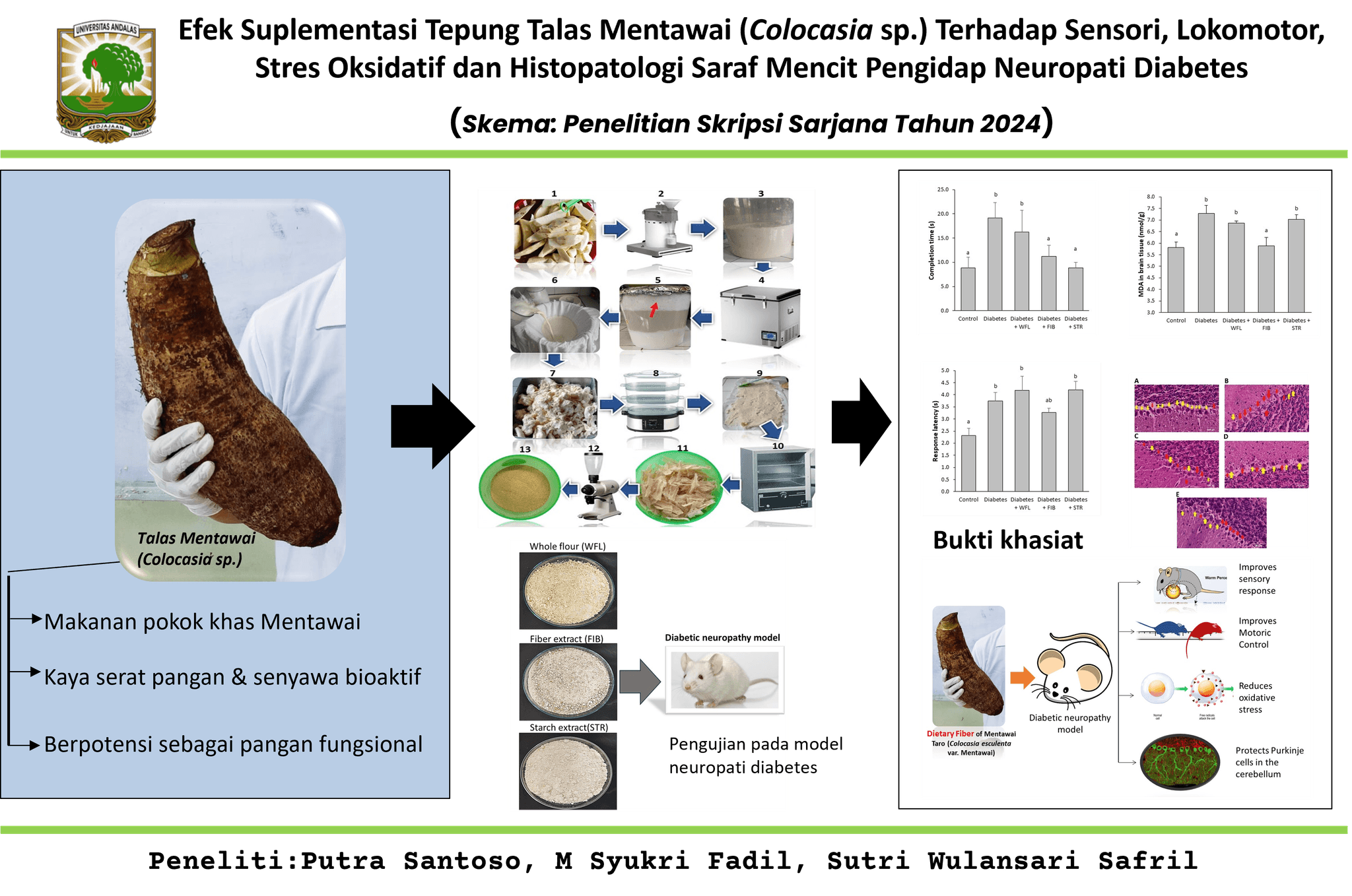 Efek Suplementasi Tepung Talas Mentawai (Colocasia sp.) Terhadap Sensori, Lokomotor, Stres Oksidatif dan Histopatologi Saraf Mencit Pengidap Neuropati Diabetes